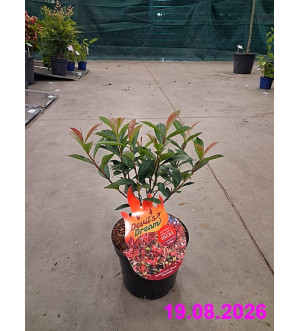 Photinia fraseri 'Devil's Dream'® C 2,5 L